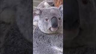 Lone Pine Koala Sanctuary Brisbane [upl. by Negaem533]