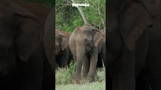 2 ANIMALES SALVAJES EN LA NATURALEZA EL ELEFANTE Y LA JIRAFA 🐘🦒 animales curiosidades naturaleza [upl. by Ahsilahs286]