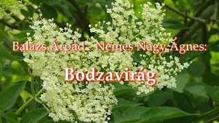 Balázs Árpád – Nemes Nagy Ágnes Bodzavirág [upl. by Ariaek]