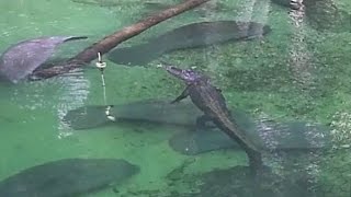 See This Alligator Swim Peacefully Alongside Manatees [upl. by Aynom]