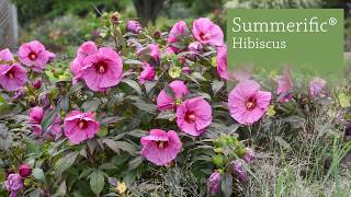 Hibiscus Production Tips  Walters Gardens [upl. by Occor]