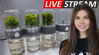 Laboratory Livestream Subculturing BioReactors amp Initiating Fern Spores [upl. by Niabi]