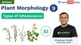 Plant Morphology  L 9  Types of Inflorescence  Unacademy NEET  Live Daily  Botany  Pradeep Sir [upl. by Milon]