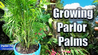 How to Grow Parlor Palms Indoors  Chamaedorea elegans [upl. by Nedla]