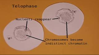 Mitosis stopmotion animation [upl. by Ennoid533]