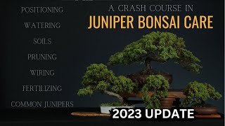 How To Care For Juniper Bonsai  2023  Updated Juniper Crash Course [upl. by Elatan]