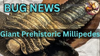 Head of Giant Prehistoric Millipede Found [upl. by Sirc308]