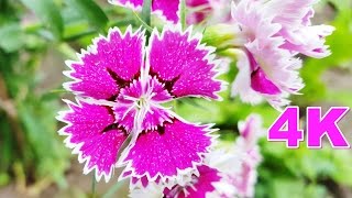 Carnations Flowers  Dianthus Barbatus Sweet William amp Dianthus Caryophyllus  Flower 11 [upl. by Anileva]