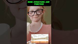 BONE STRUCTURE AND FUNCTIONS😍 shorts bscnursing boneanatomy [upl. by Aisatsan]