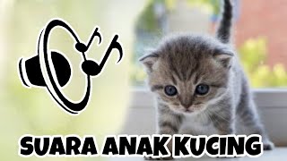 SUARA ANAK KUCING MENGEONG MEMANGGIL INDUKNYA [upl. by Hibbs]