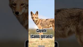 Parte 3  Coyotes en la naturaleza Adaptabilidad y supervivencia  SafariPix [upl. by Dickson306]