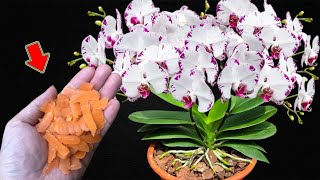 Dont Throw It Away Orchids Grow Faster And Bloom 800 More [upl. by Moshell]