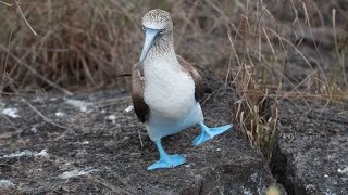 Piqueros de Patas Azules [upl. by Leahpar835]