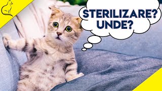 Sterilizare Pisici  Tot Ce Trebuie Sa Stii [upl. by Llehcal934]