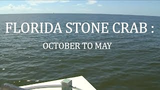 Florida Stone Crab October to May [upl. by Adrien]