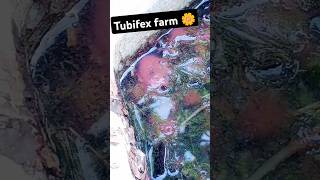 Tubifex and betta farm 😍aquariumtanks aquarium bettafishtankmates aquariumfish 1million bettaf [upl. by Thorndike]