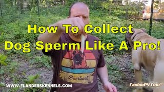 How To Collect Dog Sperm Like A Pro [upl. by Noskcire]