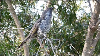 Little Wattlebird  animated calls [upl. by Ayhdnas]