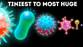 Microbes From Smallest to Largest [upl. by Anirroc]