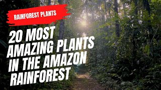 20 Most Amazing Plants in the Amazon Rainforest [upl. by Tiebout]