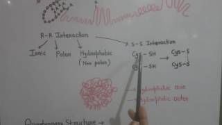 Protein structure 2 [upl. by Michell]