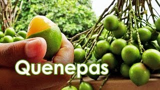 Quenepas [upl. by Revkah]