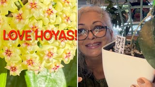 20 LONGLEAF HOYA COLLECTION  Care tips Blooms Tour and General Information🙋🏼‍♀️🪴S1E25 [upl. by Wyly]