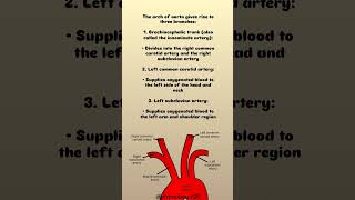 BRANCHES OF ARCH OF AORTA 🧐👀💯aorta branchesofaorta heart PhysioBerry29 [upl. by Subocaj988]