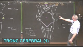 Anatomie du tronc cérébral 1 Neuroanatomie 3 [upl. by Mureil]