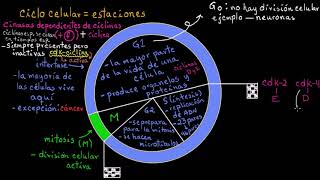 Control del ciclo celular  Khan Academy en Español [upl. by Ycats710]