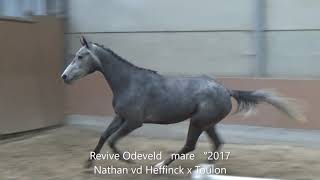 Revive Odeveld Nathan vd Heffinck x Toulon mare °2017 Belgian Horse Trading [upl. by Eicram]