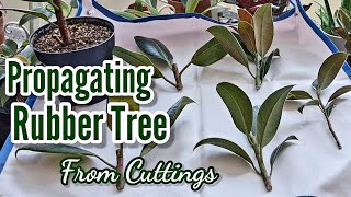 How to Propagate Rubber Plant  Soil and Water Propagation [upl. by Stacia956]