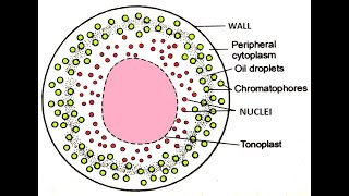 Vaucheria Morphology [upl. by Laucsap22]