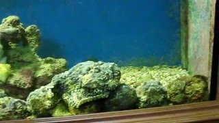 Amazing Fishes  Stonefish Feeding [upl. by Servais]