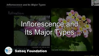 Inflorescence and its Major Types Biology Lecture  Sabaqpk [upl. by Yhtur]