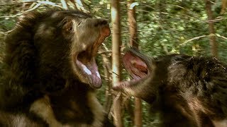 Deadly Sloth Bears Fight over Food  Deadly 60  BBC Earth Explore [upl. by Einobe]