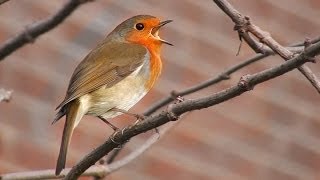 The Robins Winter Song [upl. by Ephrem]