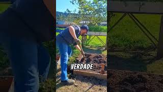 Vlog da Horta  Episódio 69 hortaemcasa hortasimples pimenta hortaorganica horta plantas [upl. by Elden]