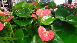 Best care for the Anthurium Plant  Donna Joshi [upl. by Eillil]