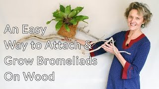 An Easy Way to Attach amp Grow Bromeliads On Wood driftwood a branch a log etc [upl. by Haraj973]