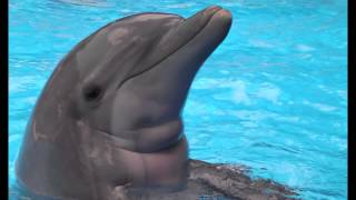 1 The Dolphin Therapy  Sounds of Dolphins [upl. by Derry]