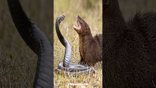 Snake attack mongoose  Snake vs lion animals shorts [upl. by Anhpad]