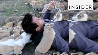 You can get buried by bunnies on this Japanese Island [upl. by Lucais]