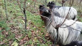 PERMAKULTUR im Weinberg Kräuterpflanzungen in den Reben  Winzerhof Linder in Endingen [upl. by Maurilia553]