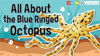 All About the Blue Ringed Octopus [upl. by Eidnam]