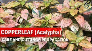 COPPERLEAF Plant Care  Acalypha wilkesiana  How to grow Khalifa Plant from Cuttings  in English [upl. by Sira]