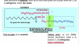 Tema 41 Clasificación estructura y propiedades de los lípidos S2 Fosfo y Glicolípidos umh1163 [upl. by Eiluj]