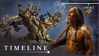 The Oldest Living Thing In The World The Mysterious Methuselah Tree  Oldest Tree  Timeline [upl. by Yenitirb]