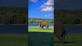 Watch Tusker Sumedha 💚🐘😍සුමේධ ඇතා elephant wildlife [upl. by Chane]