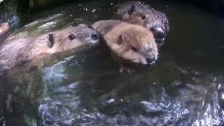 遊びたいビーバー赤ちゃんと心配性の家族 Beaver baby wants to swim and worried family [upl. by Eseerehs]